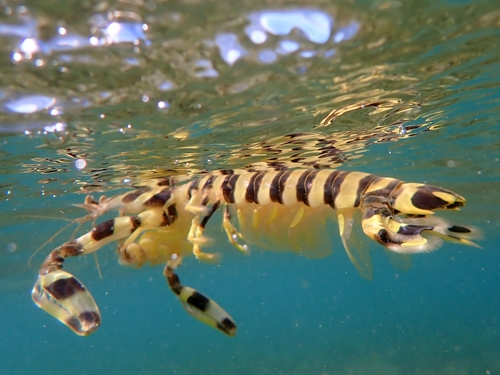 Photo of Spotted Mantis Shrimp (Lysiosquillina maculata)