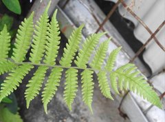 Christella parasitica