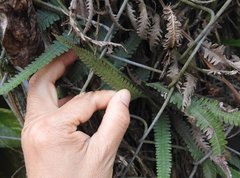 Christella parasitica