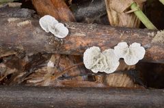 Campanella junghuhnii