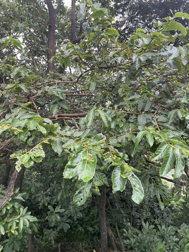 Foto de Sombreiro