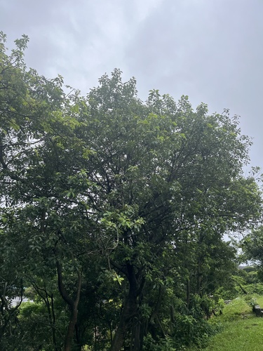 Sombreiro