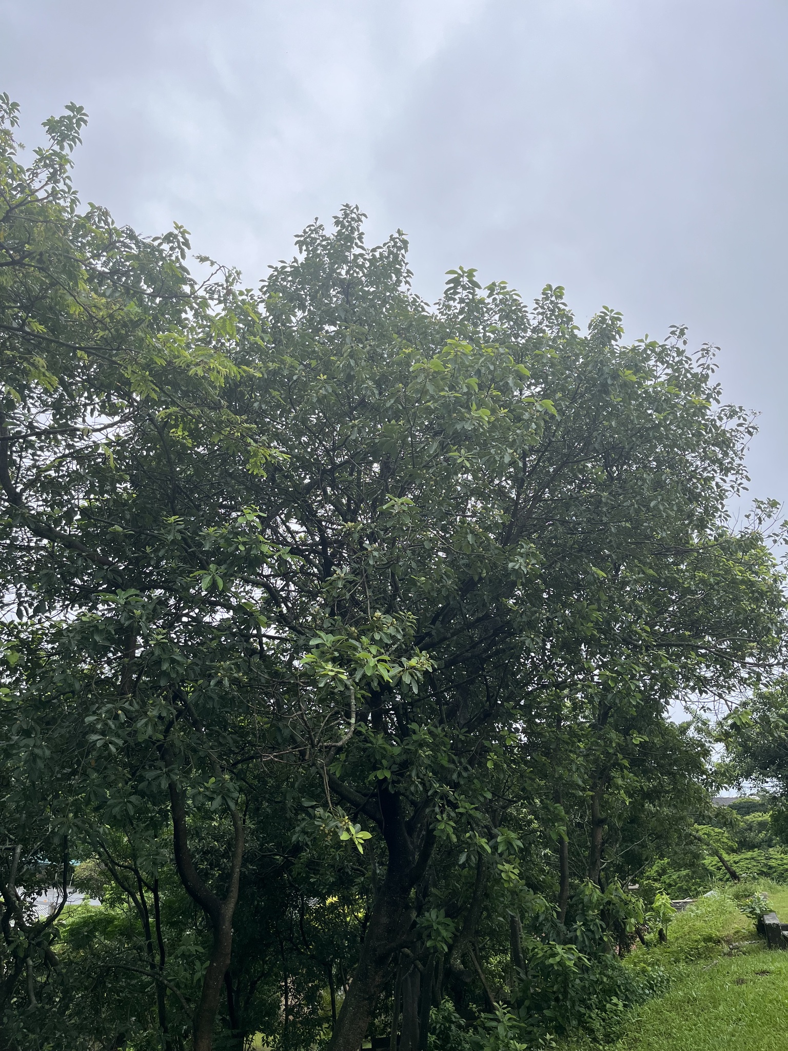 Imagem de Sombreiro