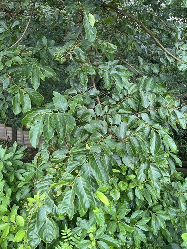 Foto de Sombreiro