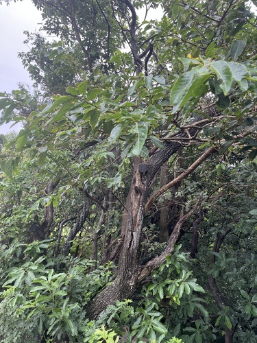 Foto de Sombreiro