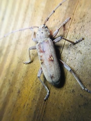 Eburia