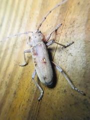 Eburia