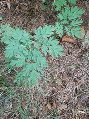 Dicentra formosa