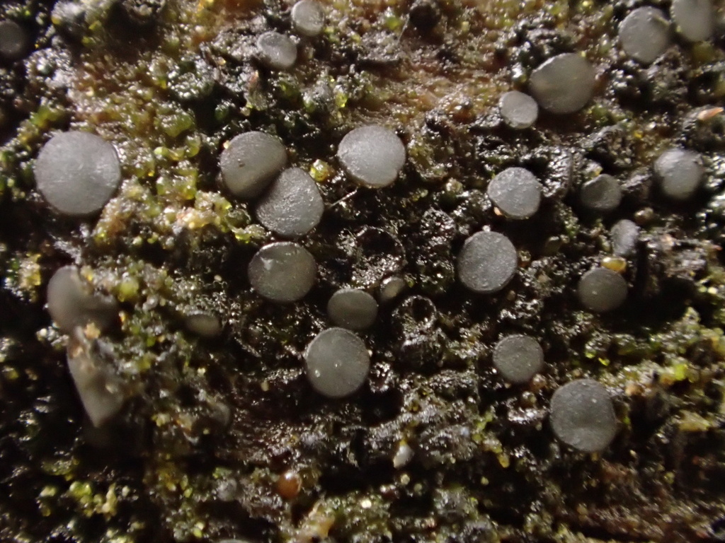 Mollisia inferiseptata