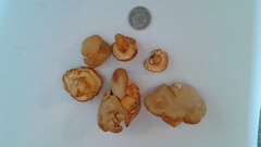 Cantharellus formosus