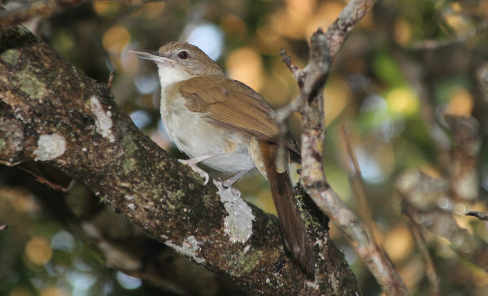 Terrestrial Brownbul (Phyllastrephus terrestris), photo 5