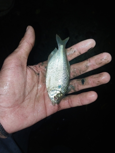 Twospot astyanax (Astyanax bimaculatus) — Characidae — 5