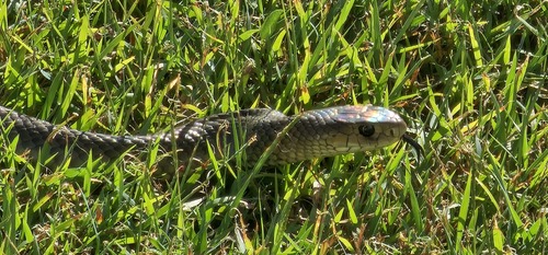 Eastern Brown Snake sighting