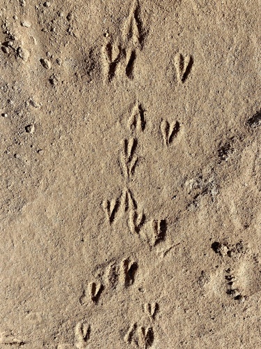 Dorcas Gazelle