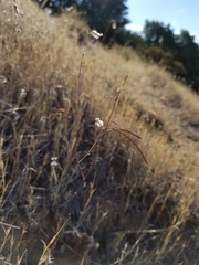 Streptanthus glandulosus secundus