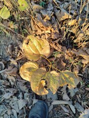 Smilax nipponica
