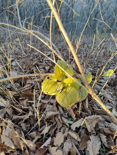 Smilax nipponica, photograph 2
