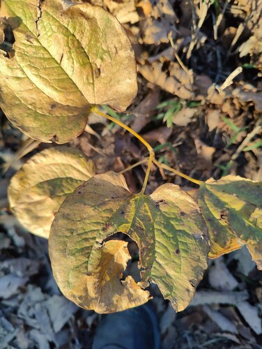 Smilax nipponica, photograph 3