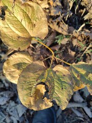 Smilax nipponica, photograph (c) Lewis, some rights reserved (CC BY-SA)