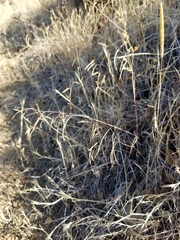 Streptanthus glandulosus secundus