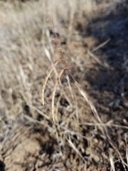 Streptanthus glandulosus secundus