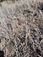 Streptanthus glandulosus secundus