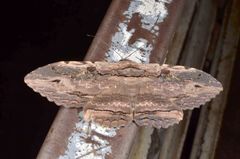 Anisoneura aluco