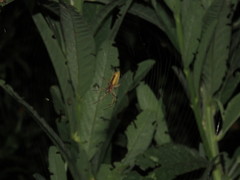 Eustala fuscovittata