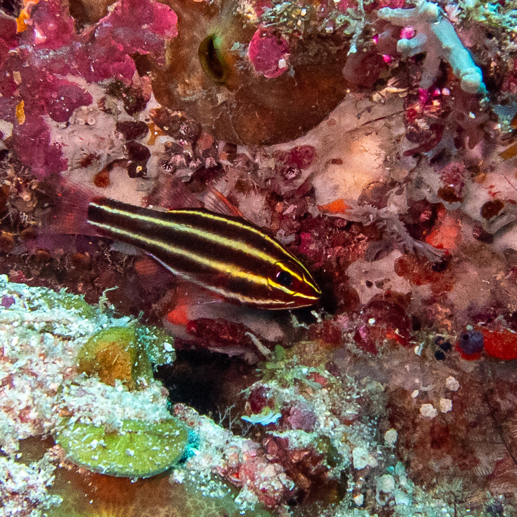Blackbanded Soldierfish