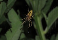 Eustala fuscovittata