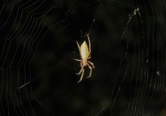 Eustala fuscovittata