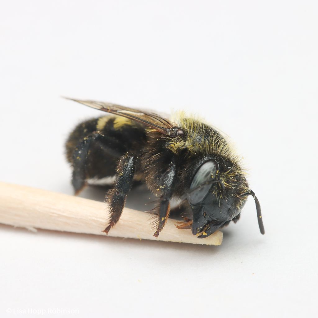 Megachile subnigra