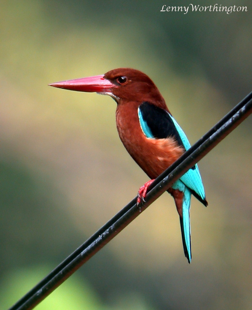 Brown-breasted Kingfisher photo