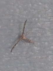 Amblyptilia pica