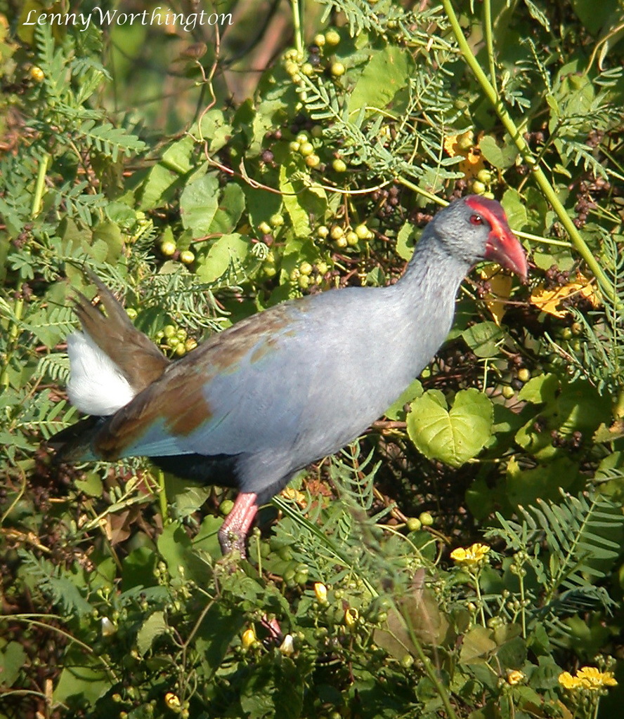 Philippine Swamphen