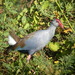 Philippine Swamphen - Photo (c) Len Worthington, some rights reserved (CC BY-SA), uploaded by Len Worthington