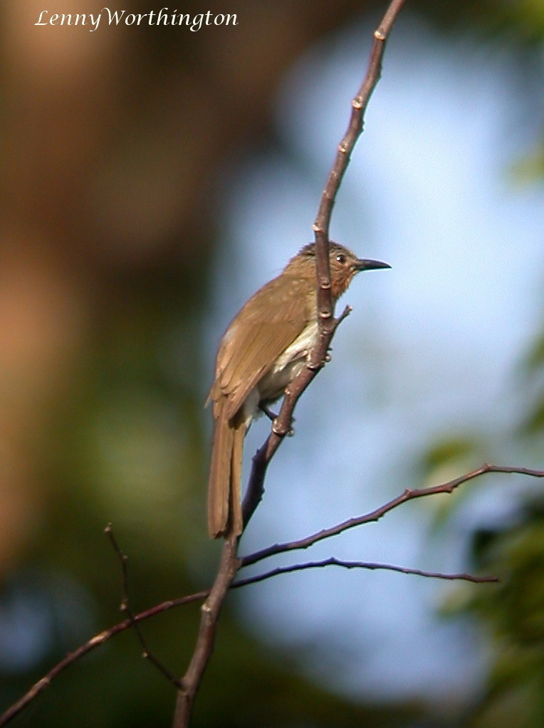 Philippine Bulbul from Philippines on January 18, 2011 at 06:17 AM by ...