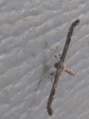Amblyptilia pica