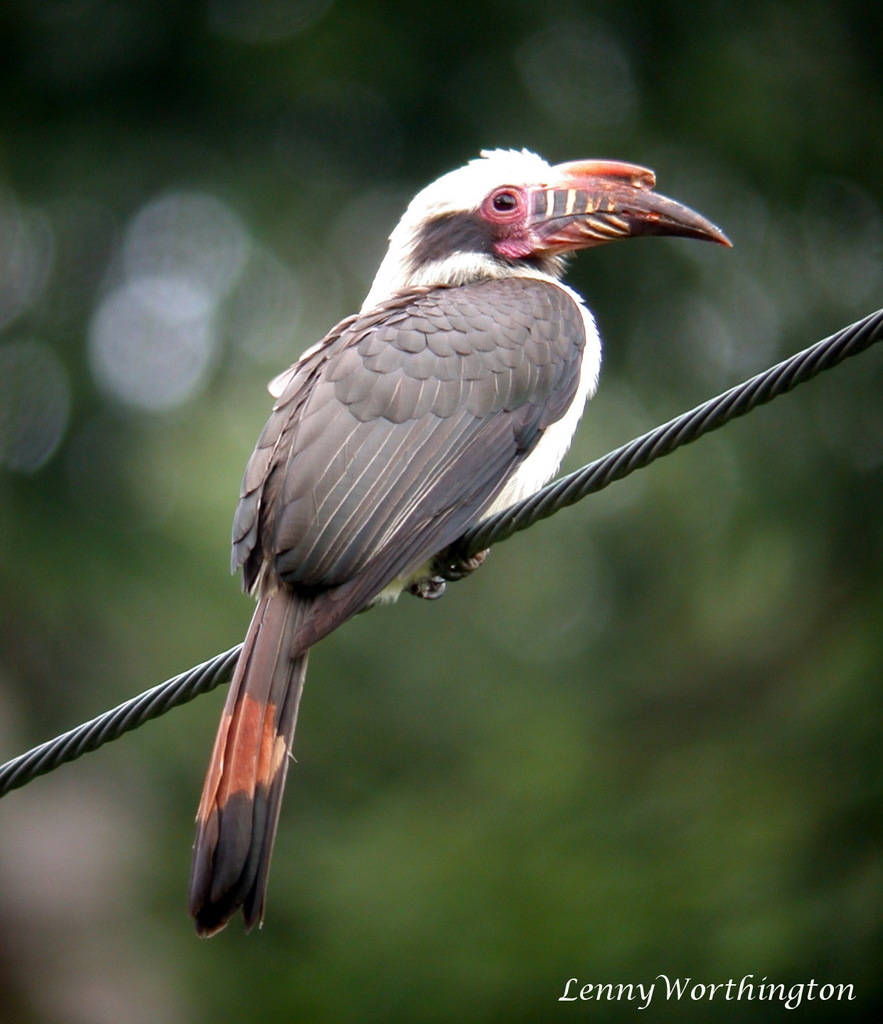 Luzon Hornbill photo