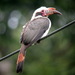 Luzon Hornbill - Photo (c) Len Worthington, some rights reserved (CC BY-SA), uploaded by Len Worthington