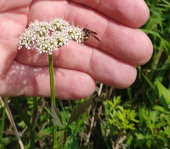 Leucospis
