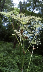 Angelica pubescens
