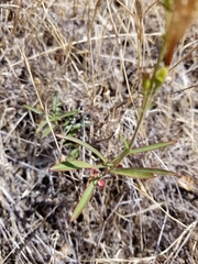 Penstemon heterophyllus purdyi