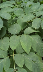 Angelica pubescens