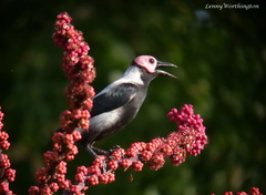 Sarcops calvus calvus