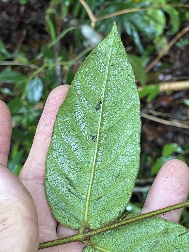 Melodinus baccellianus