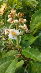 Miconia subhirsuta