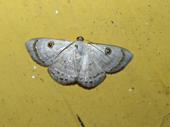 Argyrotome melae