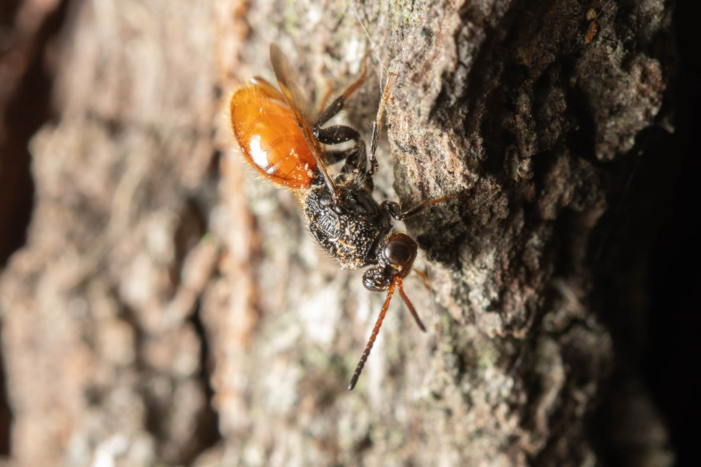 Dallatorrellinae