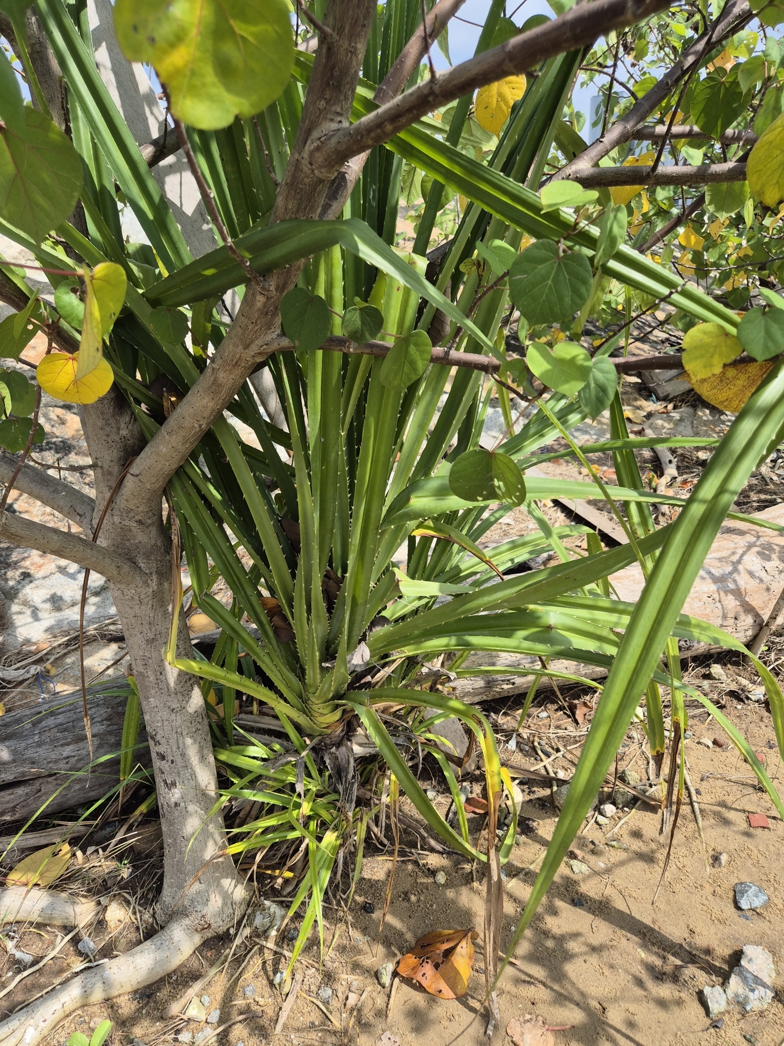 Imagem de Pandanus